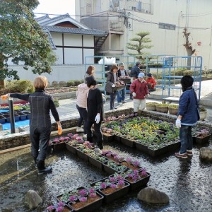 水を抜いて、鉢置き作業。益子先生の号令は的確です。