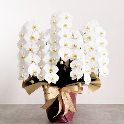 ５本立て６０輪