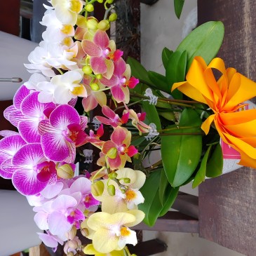 胡蝶蘭寄せ植え　２種類受注