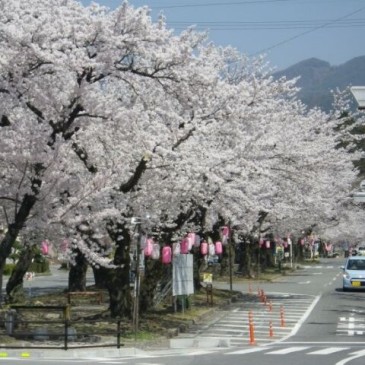 日本の旅　桜　旅行カタログ校正・校閲