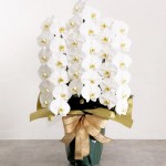 胡蝶蘭大輪39輪