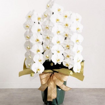 開業20周年お祝いの胡蝶蘭の受注をいただきました