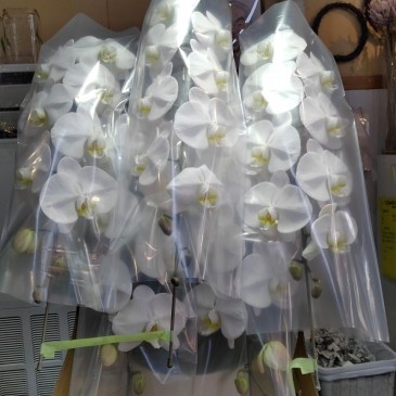 ご就任のお祝いの大輪の胡蝶蘭受注しました