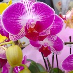 野村20250328胡蝶蘭