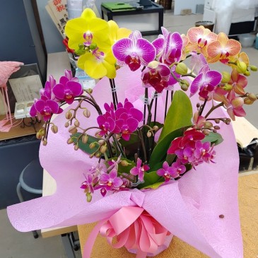 胡蝶蘭の寄せ植えを受注いたしました